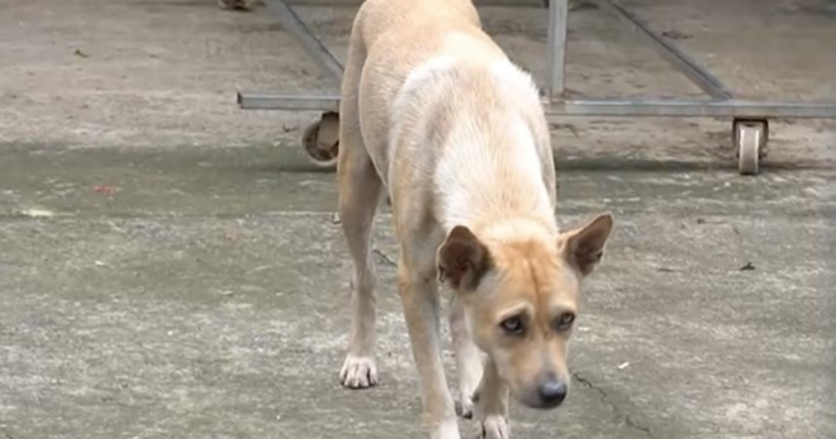 binh thuan be 4 tuoi tu vong vi benh dai sau khi dieu tri bang phuong phap dan gian 1