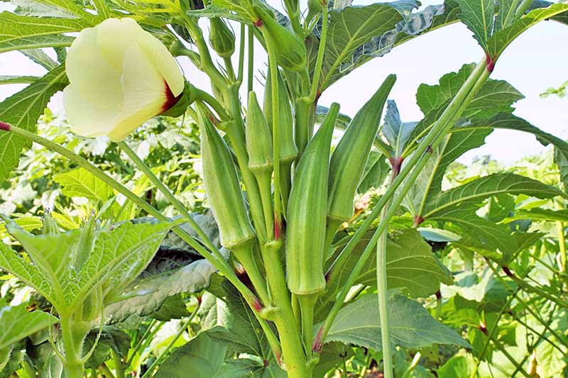 nhung loi ich suc khoe khong phai ai cung biet ve nhan sam xanh cua viet nam
