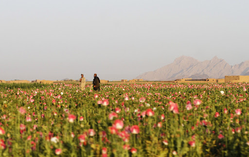 canh dong hoa thuoc phien o afghanistan dsp188 canh dong hoa thuoc phien o afghanistan dsp188