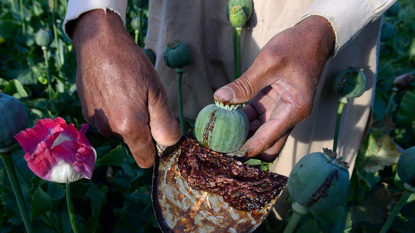canh dong hoa thuoc phien o afghanistan dsp18899 canh dong hoa thuoc phien o afghanistan dsp18899