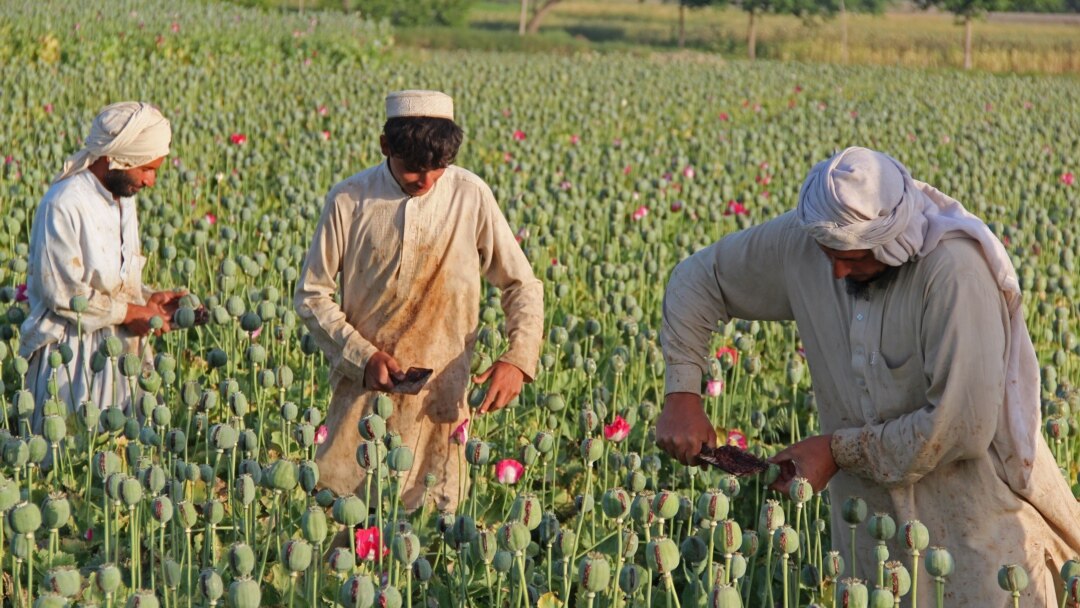 canh dong hoa thuoc phien o afghanistan dsp188999 canh dong hoa thuoc phien o afghanistan dsp188999
