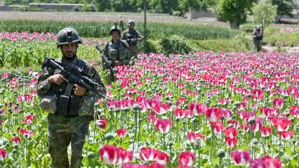 canh dong hoa thuoc phien o afghanistan dspl 10 canh dong hoa thuoc phien o afghanistan dspl 10