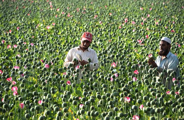 canh dong hoa thuoc phien o afghanistan dspl 11 canh dong hoa thuoc phien o afghanistan dspl 11