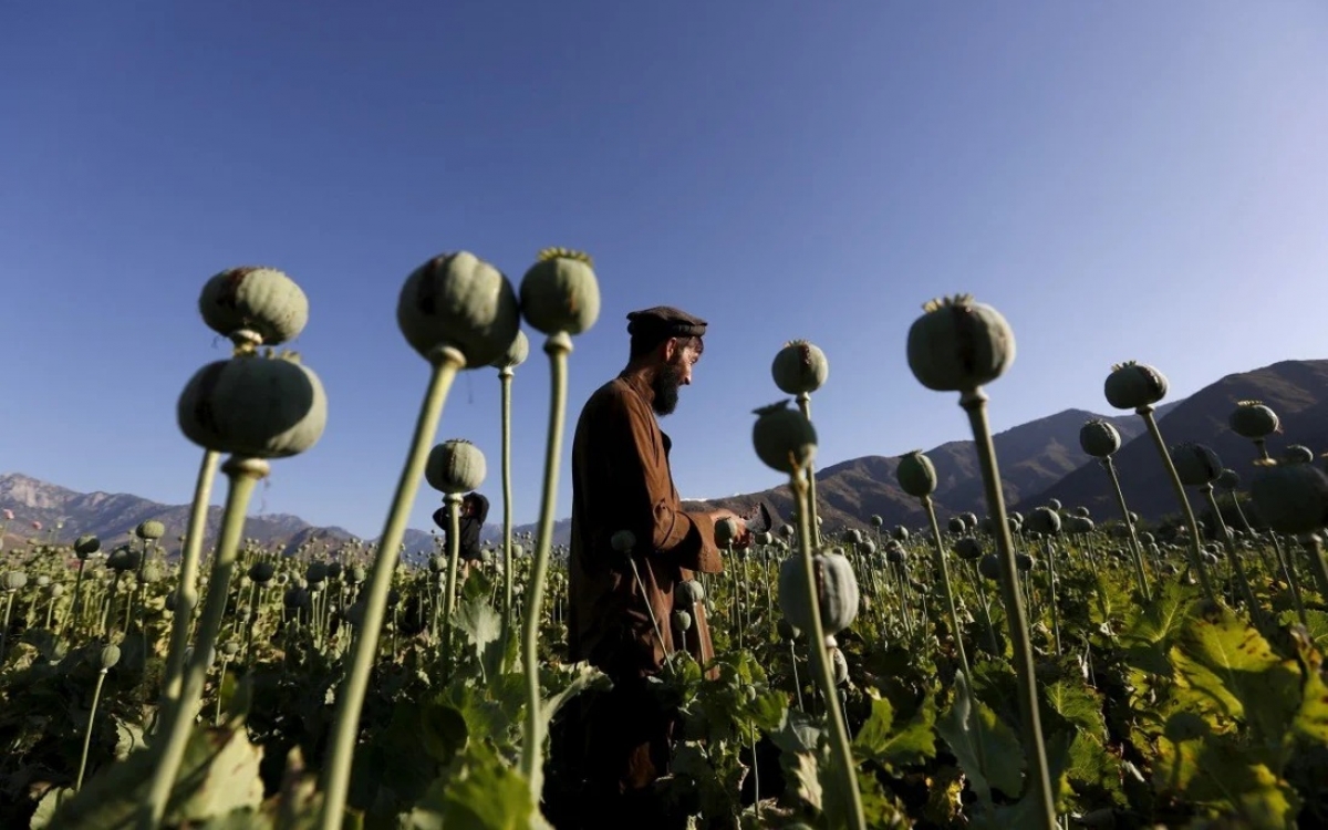 canh dong hoa thuoc phien o afghanistan dspl 2 canh dong hoa thuoc phien o afghanistan dspl 2
