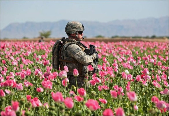 canh dong hoa thuoc phien o afghanistan dspl 4 canh dong hoa thuoc phien o afghanistan dspl 4