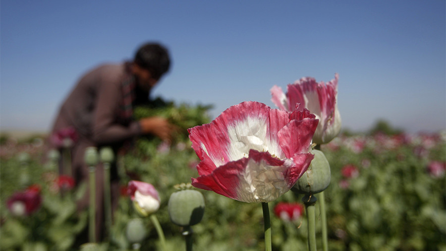 canh dong hoa thuoc phien o afghanistan dspl 6 canh dong hoa thuoc phien o afghanistan dspl 6