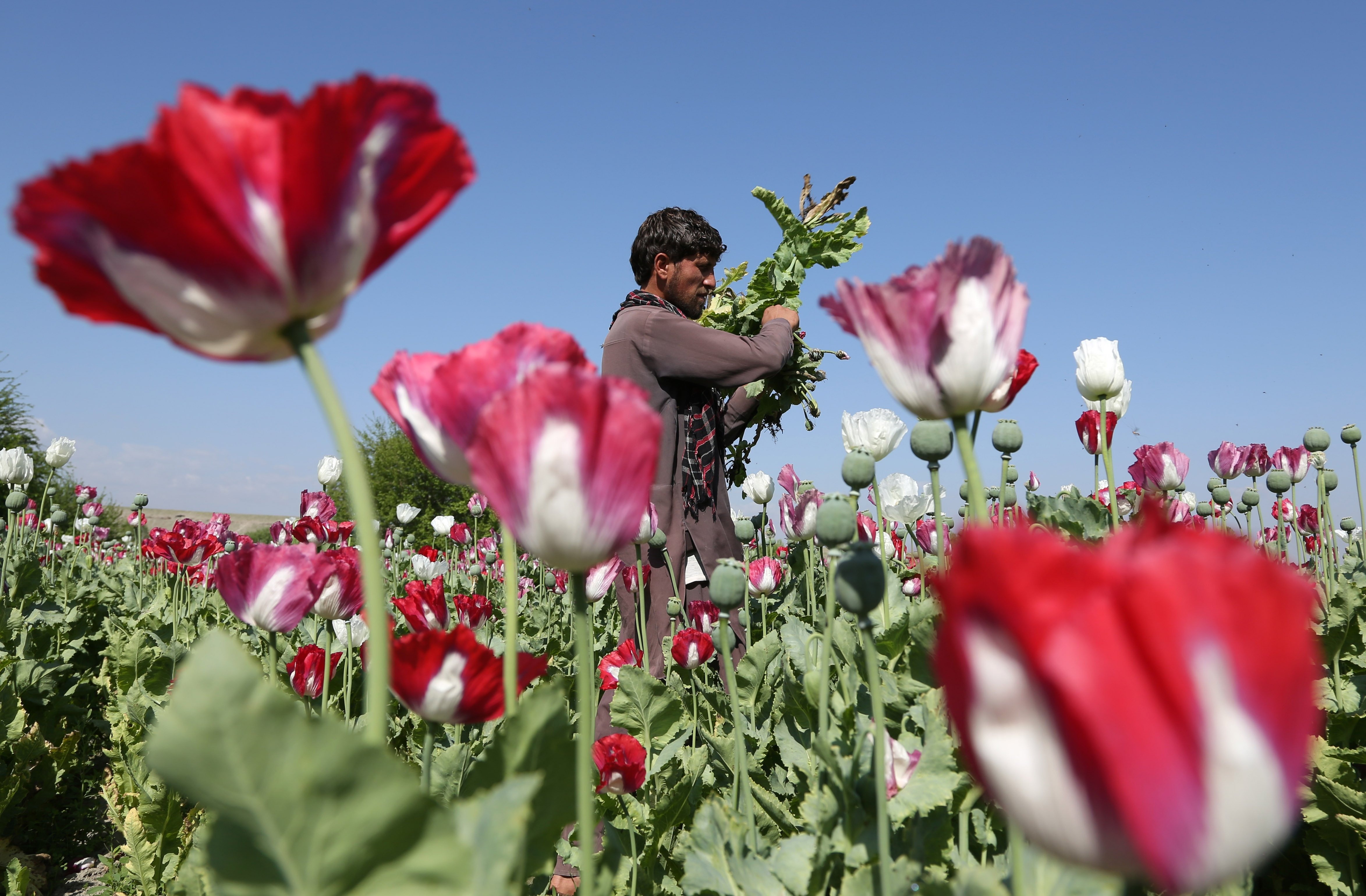 canh dong hoa thuoc phien o afghanistan dspl 8 canh dong hoa thuoc phien o afghanistan dspl 8