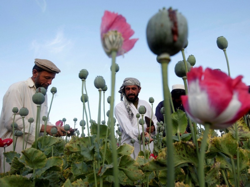 canh dong hoa thuoc phien o afghanistan dspl canh dong hoa thuoc phien o afghanistan dspl