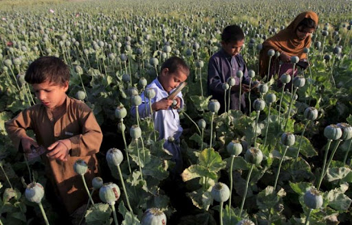 taliban ra lenh cam trong thuoc phien gia nguyen lieu che heroin tang vot o afghanistan dspl dspl taliban ra lenh cam trong thuoc phien gia nguyen lieu che heroin tang vot o afghanistan dspl dspl