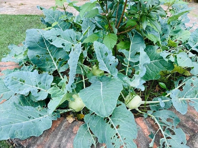 hai can biet thu tien ty cua dien vien hong dang 114n