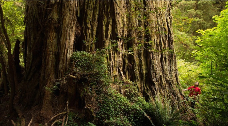 cay cao nhat the gioi chet dan vi khach du lich dspl cay cao nhat the gioi chet dan vi khach du lich dspl