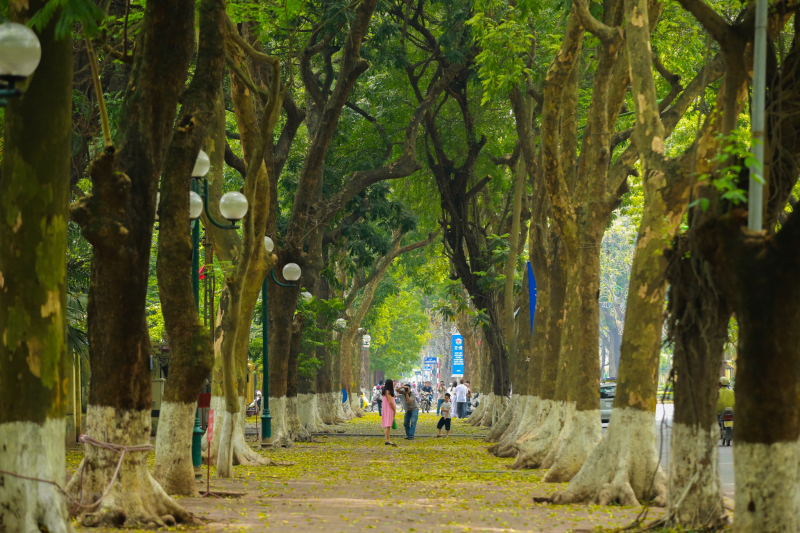 pho hoang dieu 298628 pho hoang dieu 298628