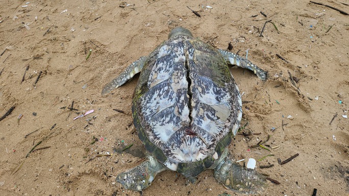 img6600 16938014905431893965742 img6600 16938014905431893965742