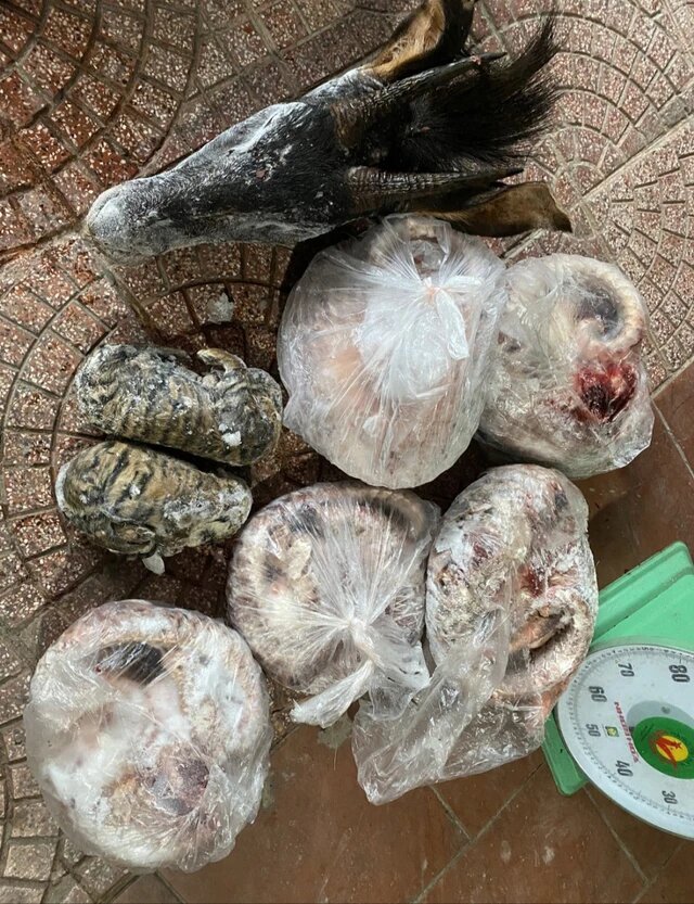 khoi to nguoi dan ong tang tru 9 ca the dong vat quy hiem khoi to nguoi dan ong tang tru 9 ca the dong vat quy hiem