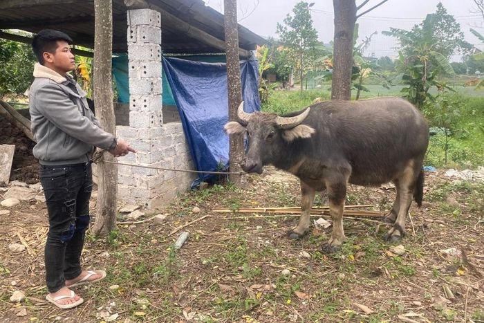 hanh dong bat ngo cua dao tac sau khi trom trau cua nguoi dan