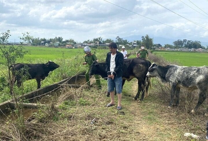 bat nguoi dan ong thue xe tai o da nang vao quang nam trom 7 con bo bat nguoi dan ong thue xe tai o da nang vao quang nam trom 7 con bo