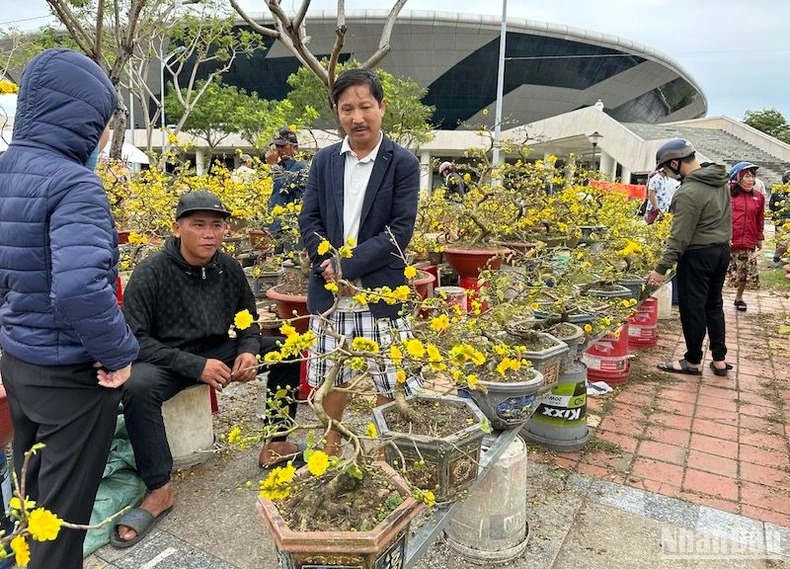 hoa tet o da nang dong loat dai ha gia van khong co nguoi mua 2 hoa tet o da nang dong loat dai ha gia van khong co nguoi mua 2