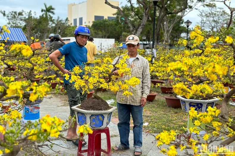 hoa tet o da nang dong loat dai ha gia van khong co nguoi mua 3 hoa tet o da nang dong loat dai ha gia van khong co nguoi mua 3