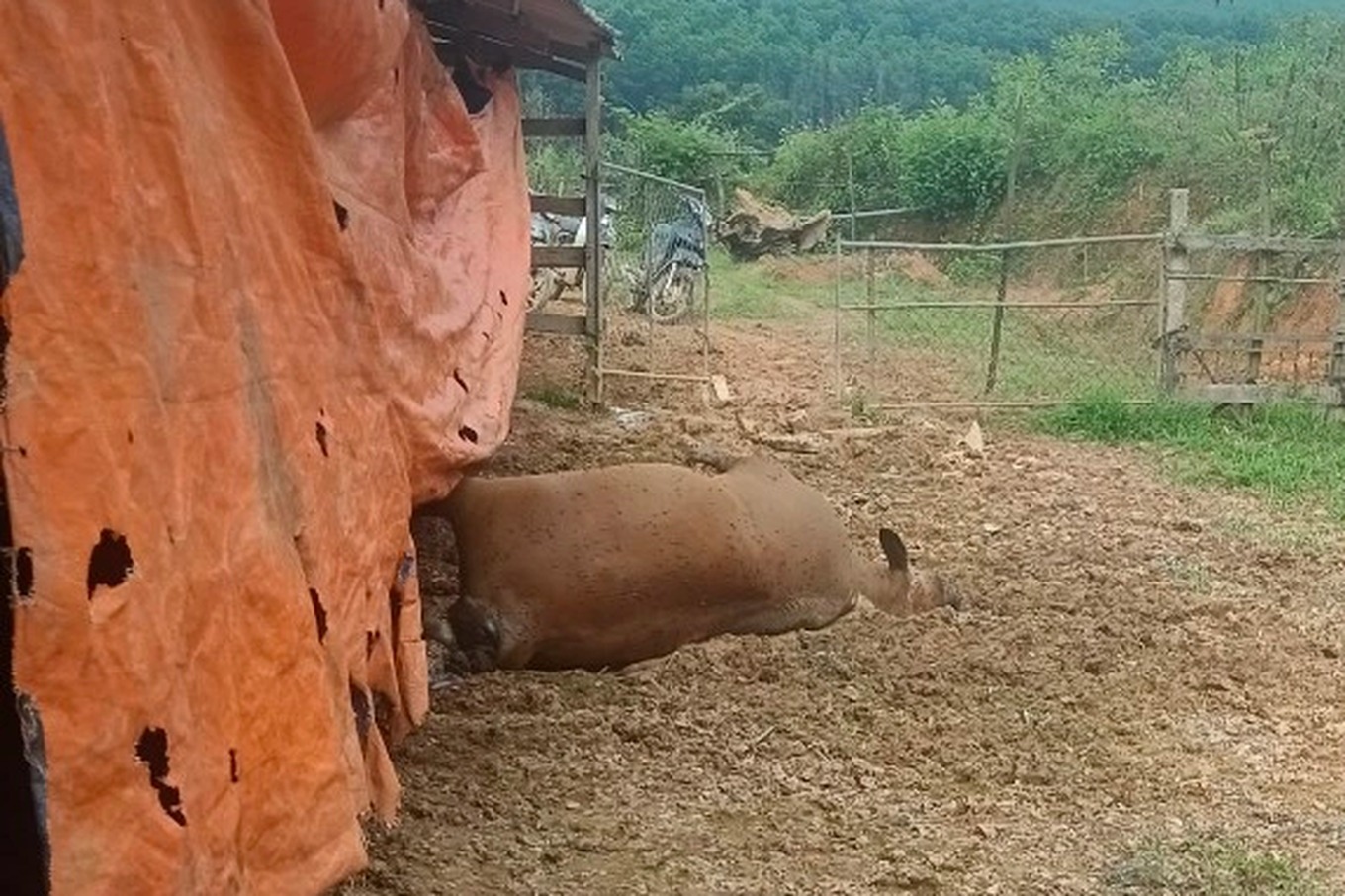 ha tinh dieu tra nguyen nhan mot dan bo chet bat thuong ngay tet ha tinh dieu tra nguyen nhan mot dan bo chet bat thuong ngay tet
