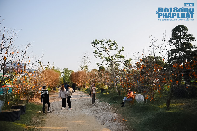 ha noi hong moc chau do lung thu hut nhieu nguoi toi check in 20 ha noi hong moc chau do lung thu hut nhieu nguoi toi check in 20