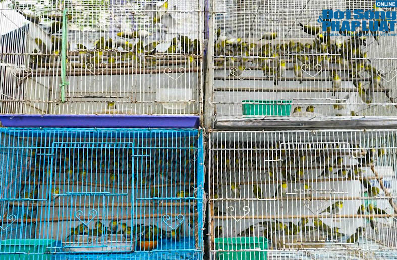 chim phong sinh trong ngay cung ong cong ong tao 14 chim phong sinh trong ngay cung ong cong ong tao 14