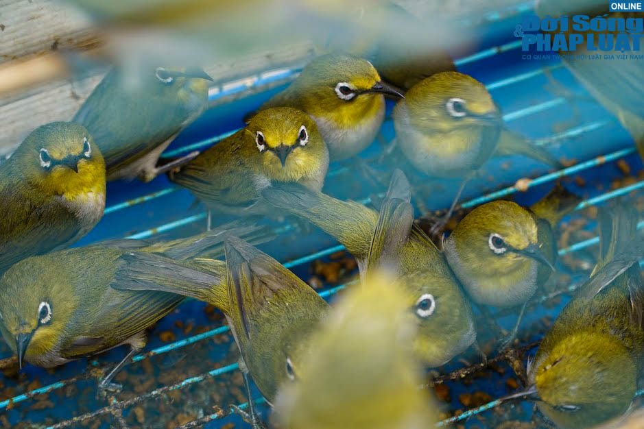 chim phong sinh trong ngay cung ong cong ong tao 6 chim phong sinh trong ngay cung ong cong ong tao 6