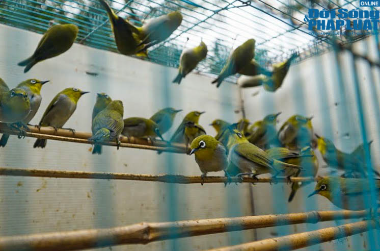 chim phong sinh trong ngay cung ong cong ong tao 8 chim phong sinh trong ngay cung ong cong ong tao 8