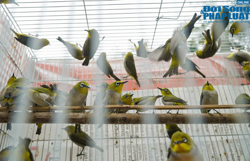 chim phong sinh trong ngay cung ong cong ong tao 9 chim phong sinh trong ngay cung ong cong ong tao 9