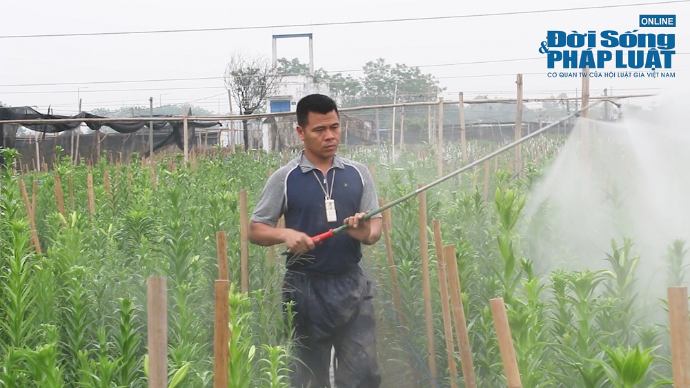 hoa loa ken vao vu nong dan thap thom om noi lo rot gia hoa loa ken vao vu nong dan thap thom om noi lo rot gia