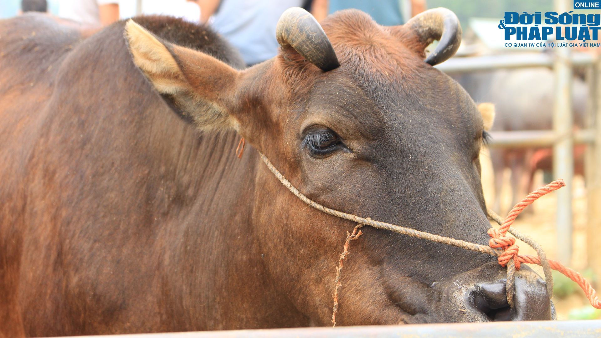 kham pha cho bo luong thong diem den dac biet cua vung bien cao bang14 kham pha cho bo luong thong diem den dac biet cua vung bien cao bang14