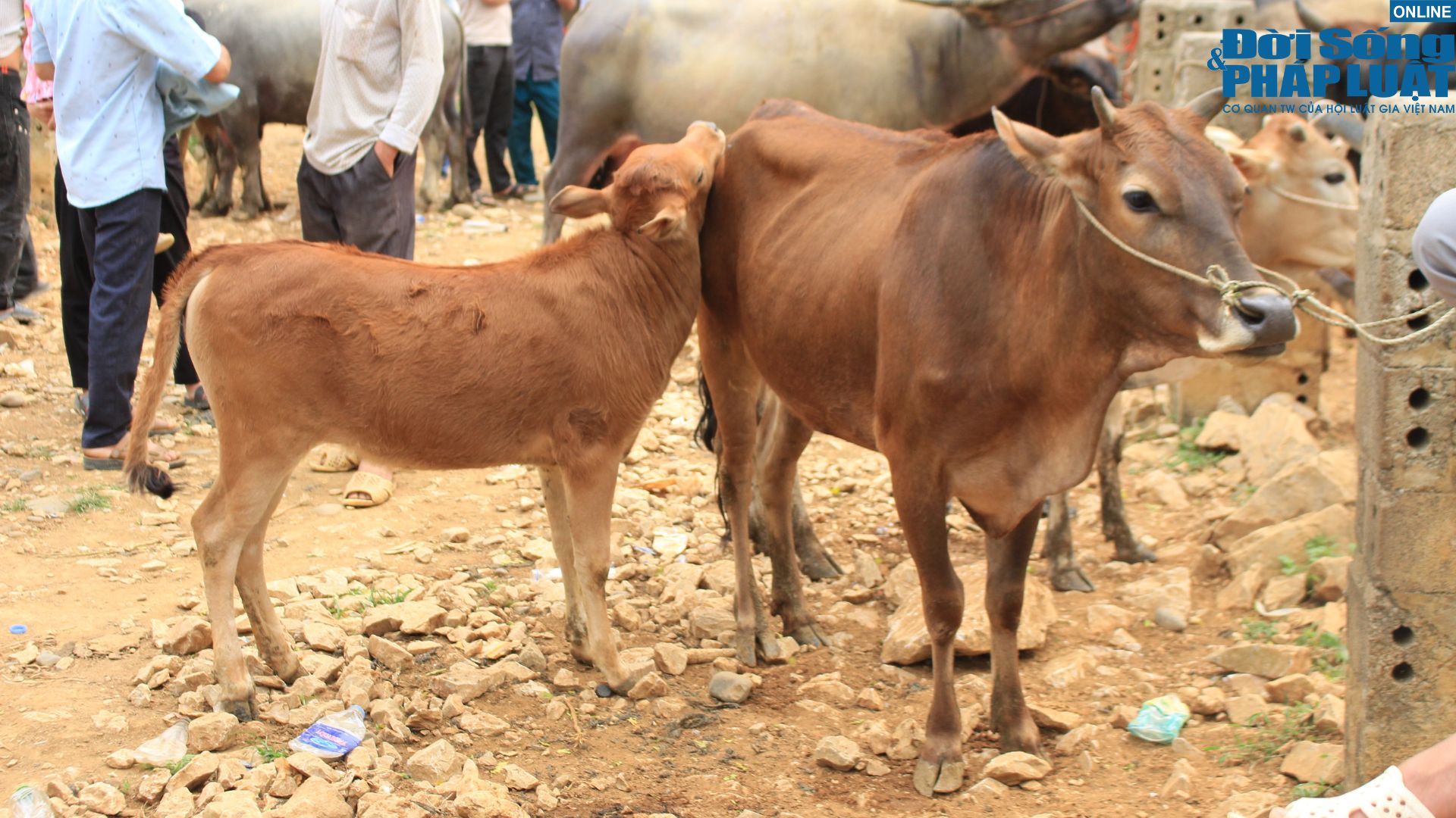 kham pha cho bo luong thong diem den dac biet cua vung bien cao bang5 kham pha cho bo luong thong diem den dac biet cua vung bien cao bang5