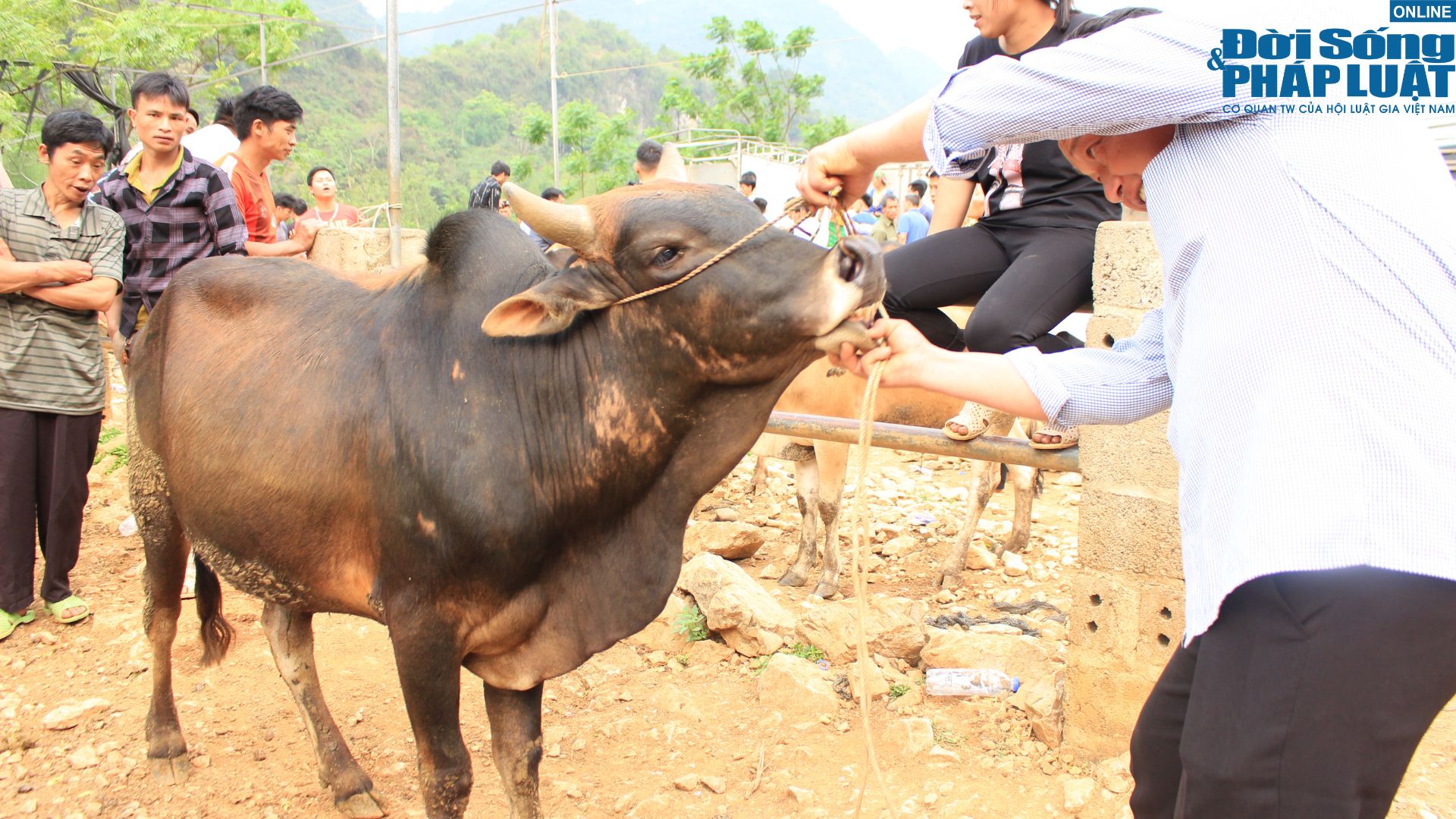 kham pha cho bo luong thong diem den dac biet cua vung bien cao bang9 kham pha cho bo luong thong diem den dac biet cua vung bien cao bang9