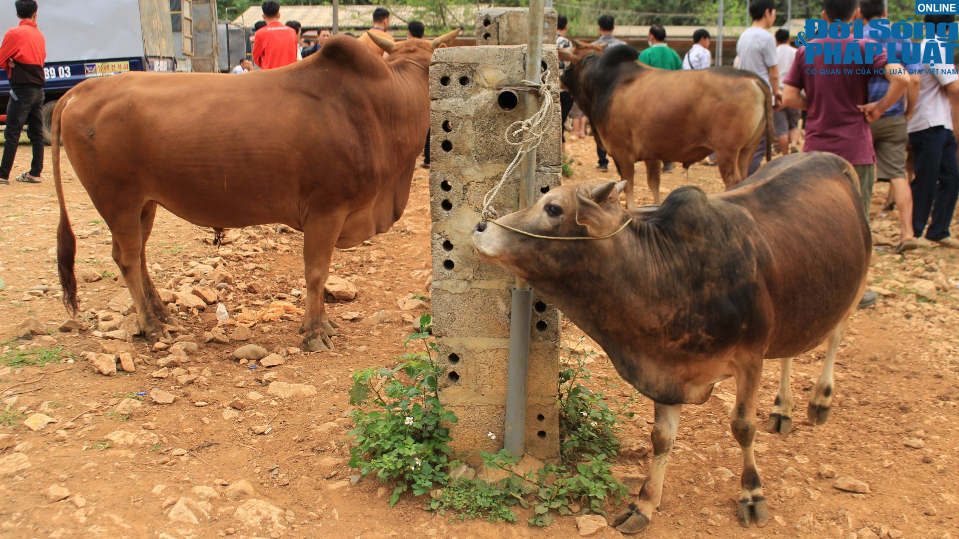 kham pha cho bo luong thong diem den dac biet cua vung bien cao bangtu kham pha cho bo luong thong diem den dac biet cua vung bien cao bangtu