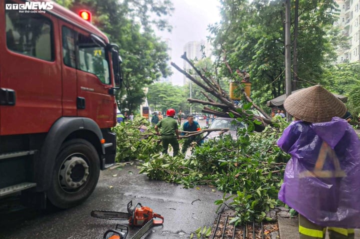 cay xanh bat goc de trung o to con ha noi 5 09591896 cay xanh bat goc de trung o to con ha noi 5 09591896