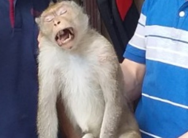 vu khi can nguoi o tp hcm khi bi cut ban chan phai rang nanh dai 21 vu khi can nguoi o tp hcm khi bi cut ban chan phai rang nanh dai 21