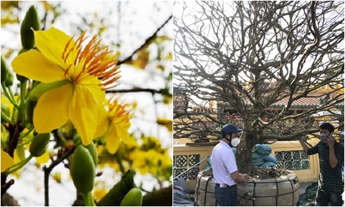 cay mai hon 50 nam tuoi duoc dai gia chot 6 ty dong trung bay cho moi nguoi thuong thuc2 cay mai hon 50 nam tuoi duoc dai gia chot 6 ty dong trung bay cho moi nguoi thuong thuc2