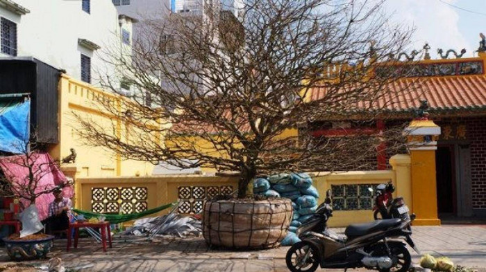 cay mai vang hon 50 tuoi duoc dai gia chot gia 4 ty dong dep co nao2