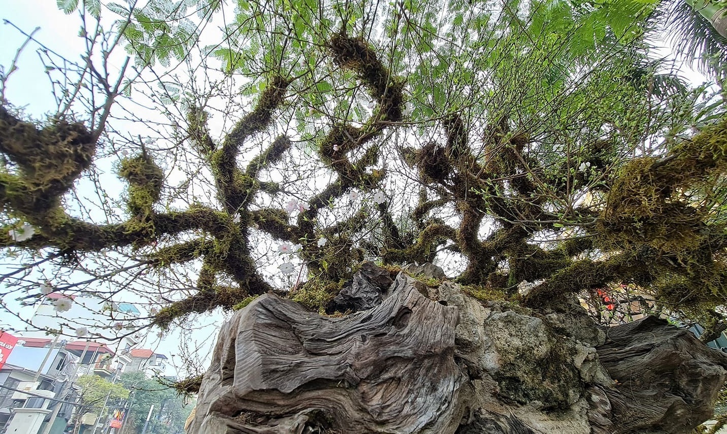 ha noi 9 cay nhat chi mai ngao nghe tren thuyen doc moc gia gan 300 trieu dong ha noi 9 cay nhat chi mai ngao nghe tren thuyen doc moc gia gan 300 trieu dong
