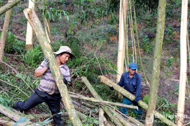 bi ngon keo roi trung dau nguoi dan ong tu vong thuong tam