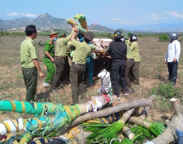 ninh thuan truy xet nhom doi tuong tan cong luc luong bao ve rung ninh thuan truy xet nhom doi tuong tan cong luc luong bao ve rung