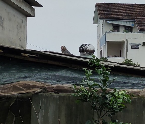 khi quy hiem vao khu dan cu de doa tre em o quang tri khi quy hiem vao khu dan cu de doa tre em o quang tri