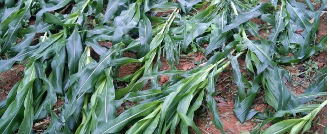 yen bai mua lu lam sap troi 1 nha hong 3 cong trinh thuy loi o huyen van chan