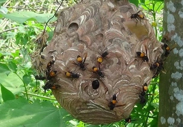 di lay cui bi ong dot nguoi dan ong tu vong thuong tam di lay cui bi ong dot nguoi dan ong tu vong thuong tam