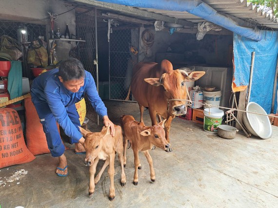 bo sinh doi o nghi xuan ha tinh