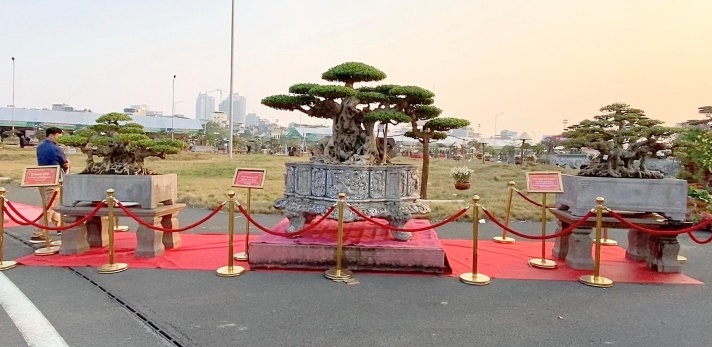 cay sanh co gia sieu dat 10 ty dong khien dan mang tram tro