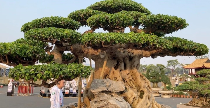 cay sanh co gia sieu dat 10 ty dong khien dan mang tram tro2