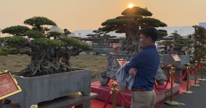 cay sanh co gia sieu dat 10 ty dong khien dan mang tram tro4