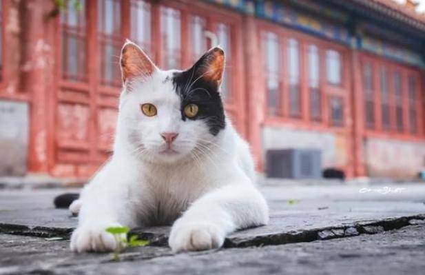 vi sao tu cam thanh co gan 200 ngu mieu nhung it ai nhin thay chung 6 vi sao tu cam thanh co gan 200 ngu mieu nhung it ai nhin thay chung 6