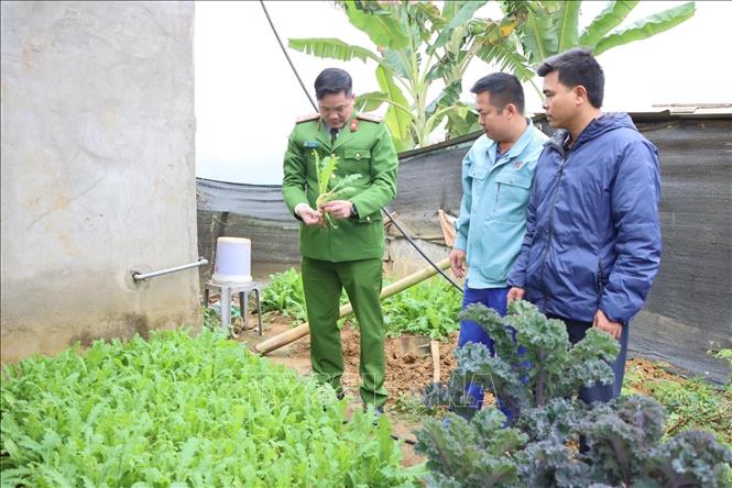 tam giu doi tuong trong trai phep gan 1350 cay thuoc phien tam giu doi tuong trong trai phep gan 1350 cay thuoc phien