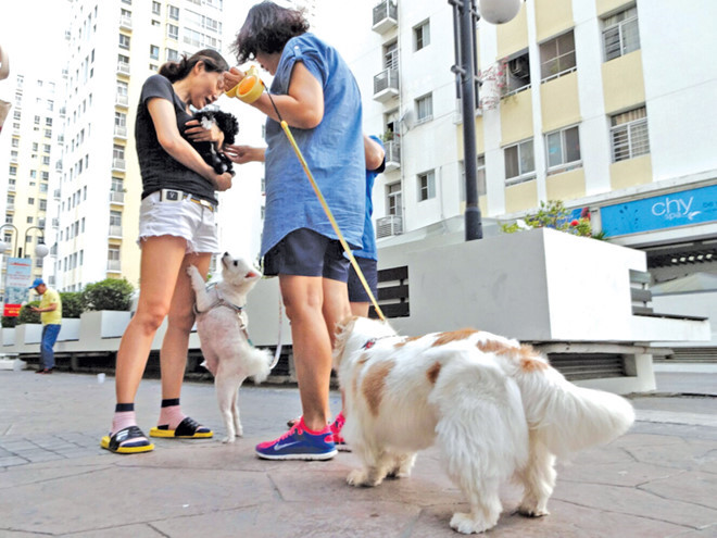 tu van phap luat co duoc nuoi tha cho meo o chung cu khong